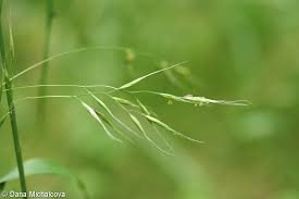 Attēlu rezultāti vaicājumam “Festuca gigantea”