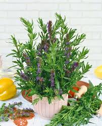 Image result for Hyssopus officinalis