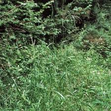 Attēlu rezultāti vaicājumam “Festuca gigantea”