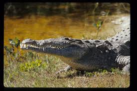 Image result for Crocodylus acutus