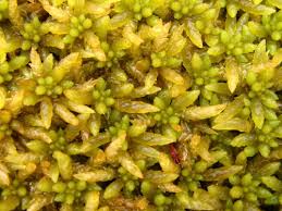 Attēlu rezultāti vaicājumam “Sphagnum papillosum”