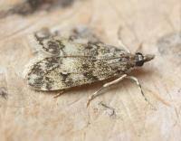 Attēlu rezultāti vaicājumam “Eudonia lacustrata”