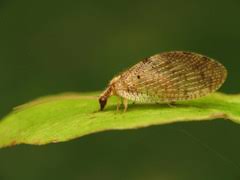 Attēlu rezultāti vaicājumam “Hemerobius perelegans”