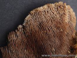 Attēlu rezultāti vaicājumam “Gloiodon strigosus”