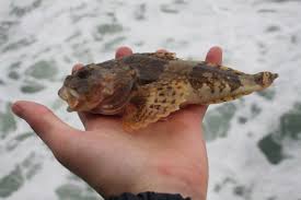 Image result for Myoxocephalus scorpius