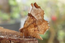 Attēlu rezultāti vaicājumam “Selenia dentaria imago”