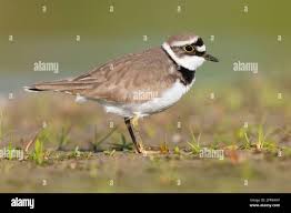 Attēlu rezultāti vaicājumam “Charadrius dubius adult”