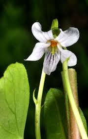 Attēlu rezultāti vaicājumam “Viola palustris flower”