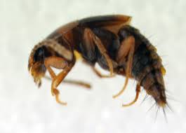 Attēlu rezultāti vaicājumam “Tachyporus sp.”