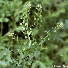 Attēlu rezultāti vaicājumam “Thlaspi arvense”