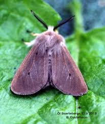 Attēlu rezultāti vaicājumam “Diaphora mendica”