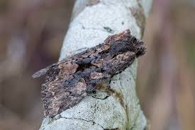 Attēlu rezultāti vaicājumam “Mniotype satura”