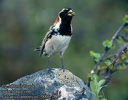 Image result for Calcarius lapponicus