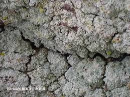 Attēlu rezultāti vaicājumam “Lepraria incana”