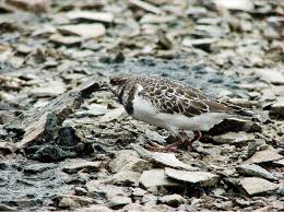 Attēlu rezultāti vaicājumam “Arenaria interpres”