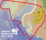 Attēlu rezultāti vaicājumam “Oxyrrhynchium hians var. rigidum”