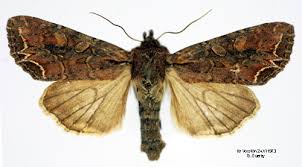 Attēlu rezultāti vaicājumam “Lacanobia suasa”