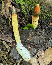 Attēlu rezultāti vaicājumam “Mutinus caninus”