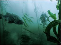 Image result for Stereolepis gigas