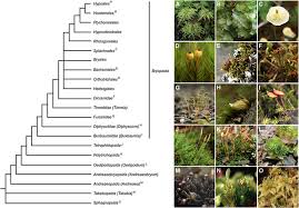 Attēlu rezultāti vaicājumam “Trichocolea tomentella sporophyte”
