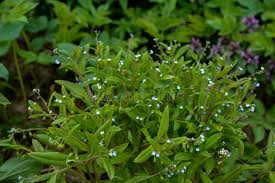 Attēlu rezultāti vaicājumam “Myosotis sparsiflora”