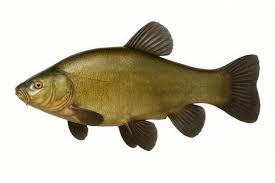Image result for Tinca tinca