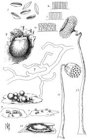 Attēlu rezultāti vaicājumam “Oligonema sp.”