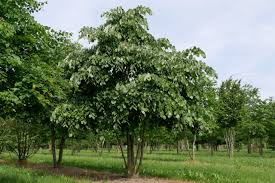 Attēlu rezultāti vaicājumam “Tilia tomentosa”