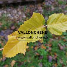 Attēlu rezultāti vaicājumam “Acer rufinerve”