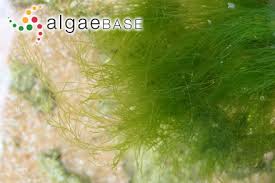 Attēlu rezultāti vaicājumam “Enteromorpha sp.”