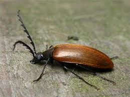 Attēlu rezultāti vaicājumam “Pseudocistela ceramboides”