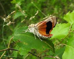 Attēlu rezultāti vaicājumam “Anacampsis blatariella”