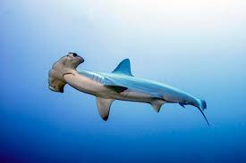 Image result for Sphyrna media