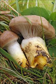 Attēlu rezultāti vaicājumam “Gomphidius glutinosus”