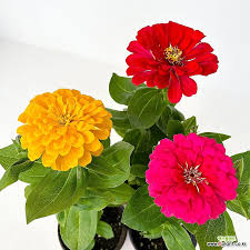 Image result for Zinnia violacea