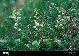 Attēlu rezultāti vaicājumam “Pyrola media”