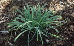 Attēlu rezultāti vaicājumam “Symphytocarpus flaccidus sessile”