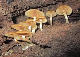 Attēlu rezultāti vaicājumam “Galerina marginata”