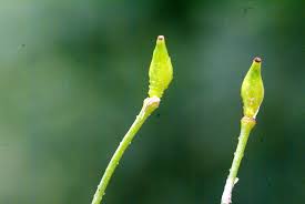 Attēlu rezultāti vaicājumam “Bunias orientalis bud”