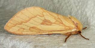 Attēlu rezultāti vaicājumam “Hepialus humuli female”