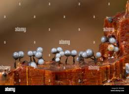 Attēlu rezultāti vaicājumam “Cribraria argillacea spores”