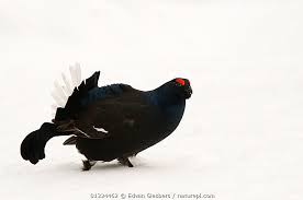 Image result for Tetrao tetrix