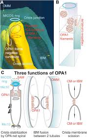 Image result for Co de Crista Chins