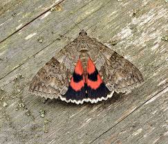 Attēlu rezultāti vaicājumam “Catocala nupta”