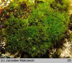 Attēlu rezultāti vaicājumam “Ditrichum flexicaule”