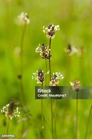 Attēlu rezultāti vaicājumam “Plantago lanceolata flower”