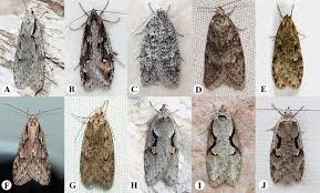 Attēlu rezultāti vaicājumam “Semioscopis oculella”