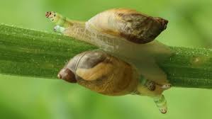 Attēlu rezultāti vaicājumam “Leucochloridium paradoxum”