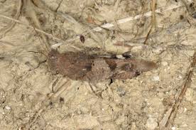 Attēlu rezultāti vaicājumam “Oedipoda caerulescens”