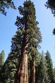 Image result for Mammutbaum